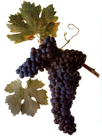 Grappe de primitivo