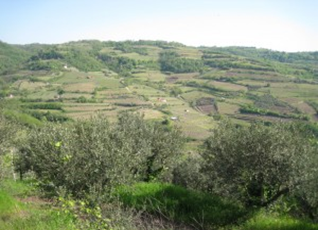 azienda agricola montecrocetta