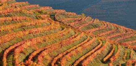 QUINTA DO VALLADO